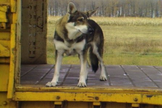 Canada’s Vintage TV Lives On Via a New ‘You Tube’ Channel