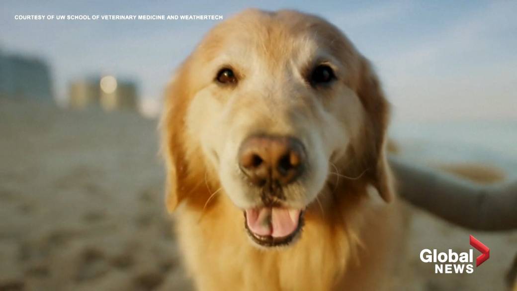 $6 million Super Bowl Ad Thanks Vets who Saved Scout’s Life from Cancer