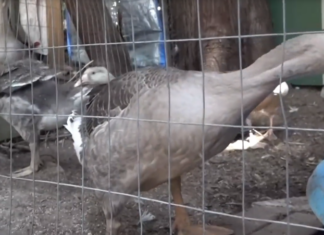 Agenda 2030 – ‘It’s devastating’: Nanaimo farmer ordered to get rid of family chickens